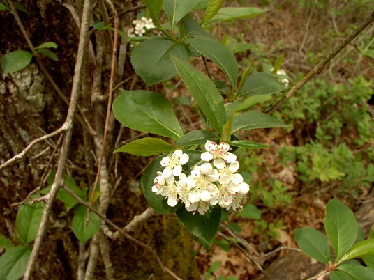 {Aronia melanocarpa}